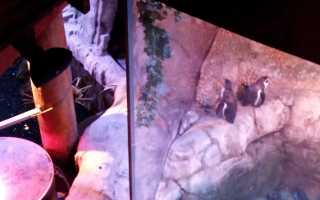 New sound and light for Dubai Aquarium